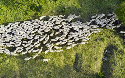 Photo from above of a flock of sheep to illustrate the article “I Am the Good Shepherd.”